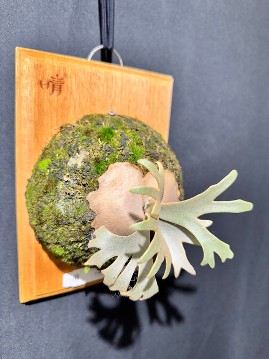 P.willinckii Jenny - Offset from Mother Plant - JEN-02