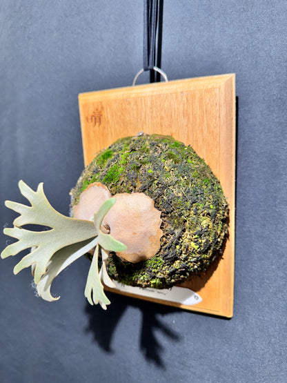 P.willinckii Jenny - Offset from Mother Plant - JEN-02