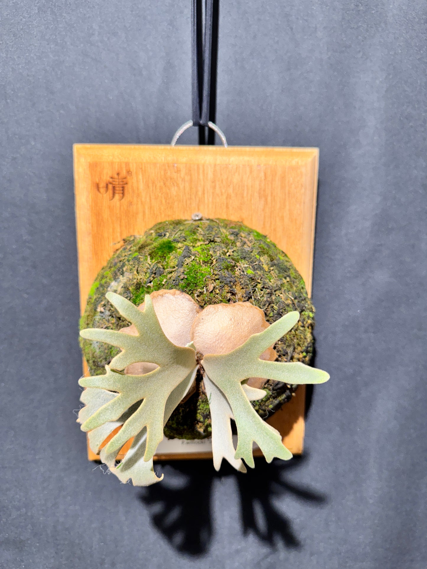 P.willinckii Jenny - Offset from Mother Plant - JEN-02