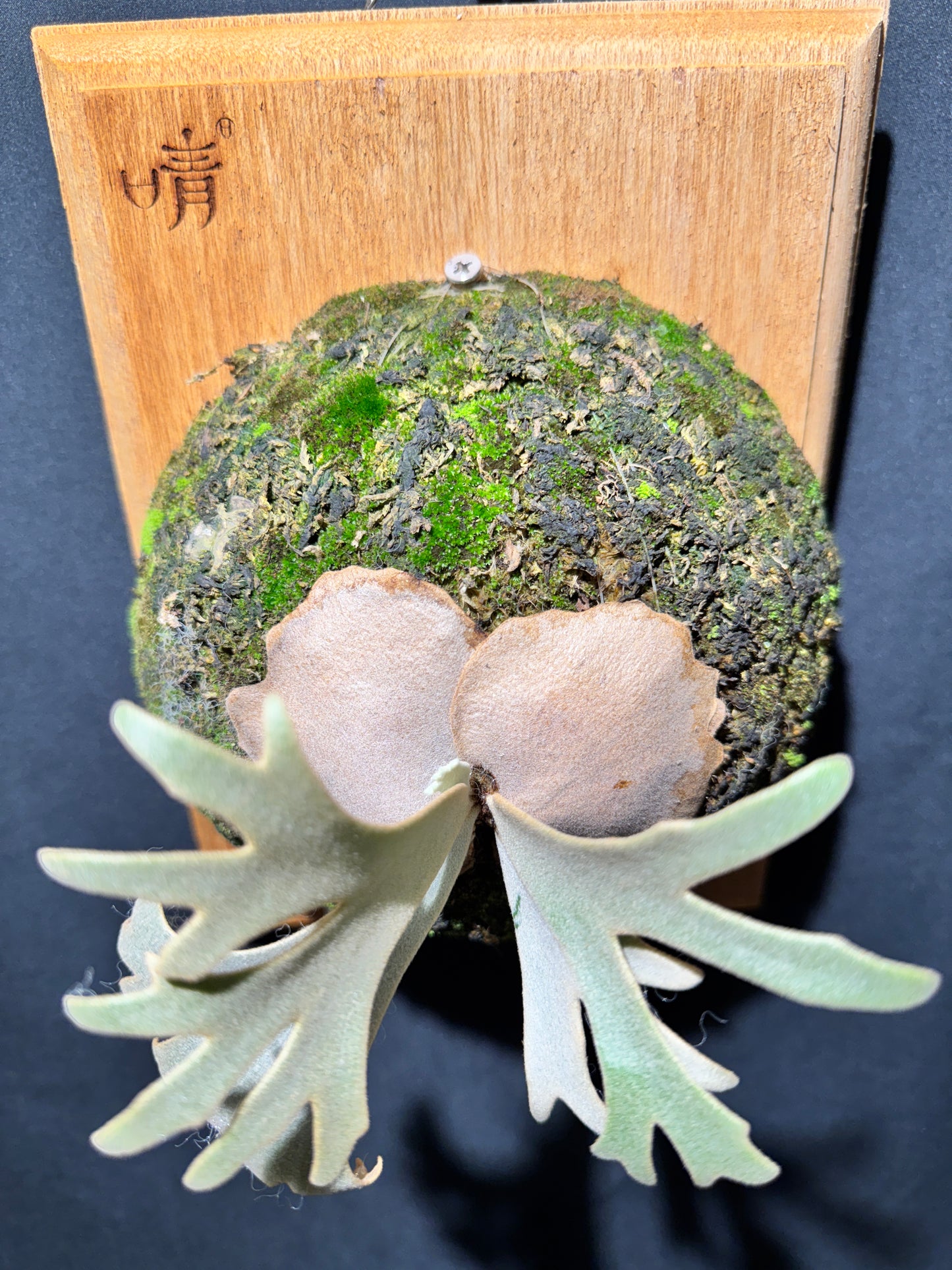 P.willinckii Jenny - Offset from Mother Plant - JEN-02