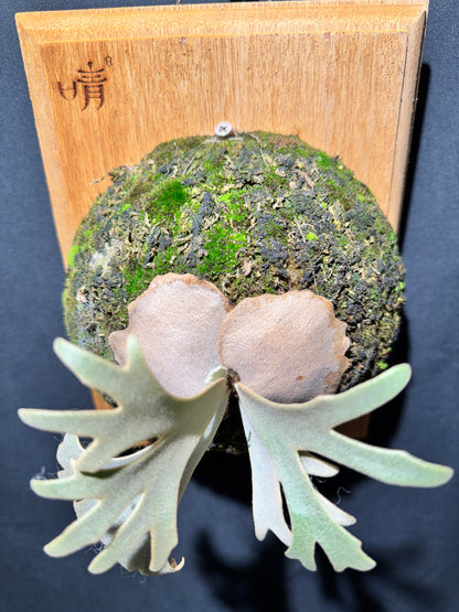 P.willinckii Jenny - Offset from Mother Plant - JEN-02