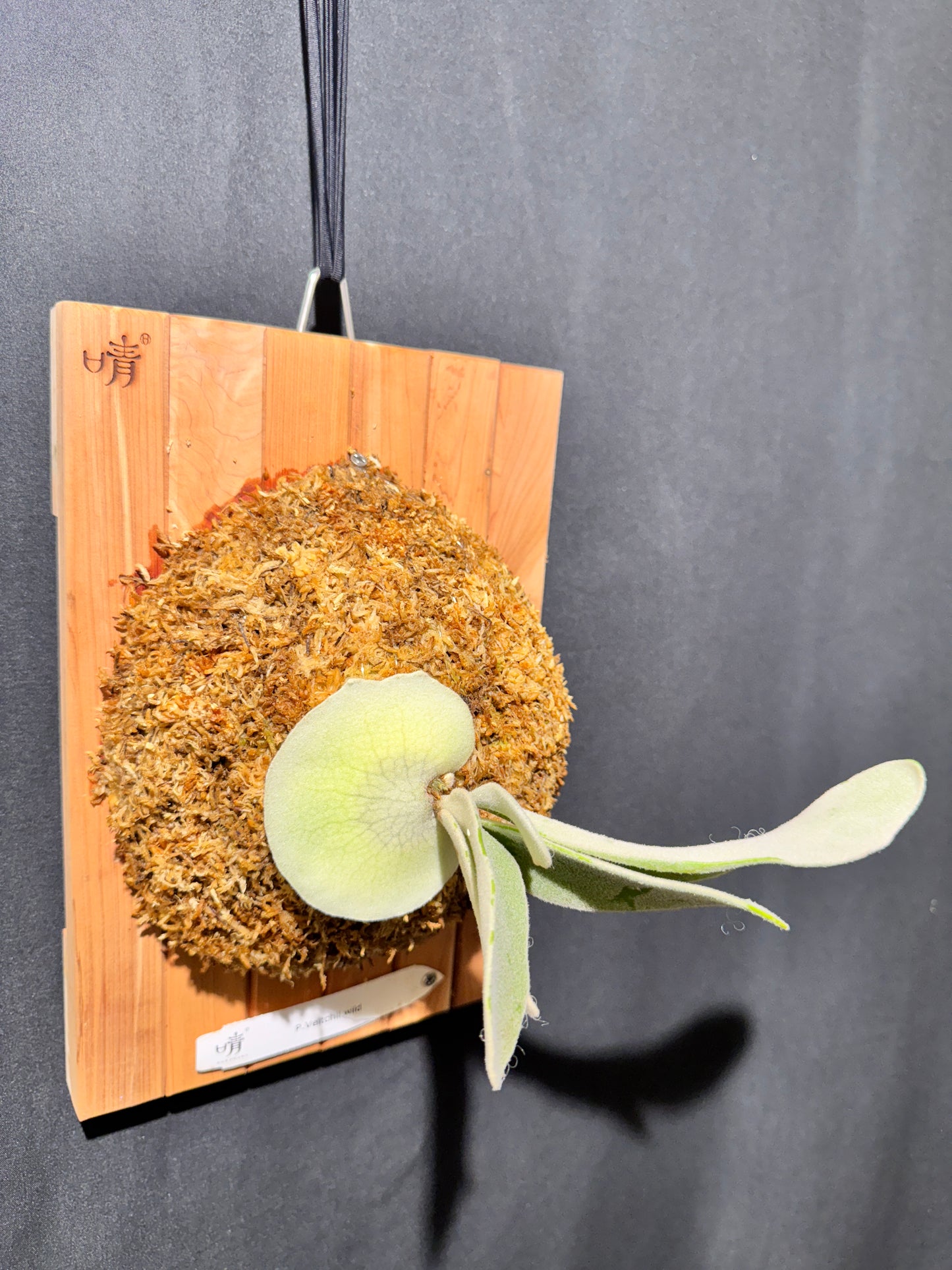 P. veitchii wild - Offset from Mother Plant - VW-01