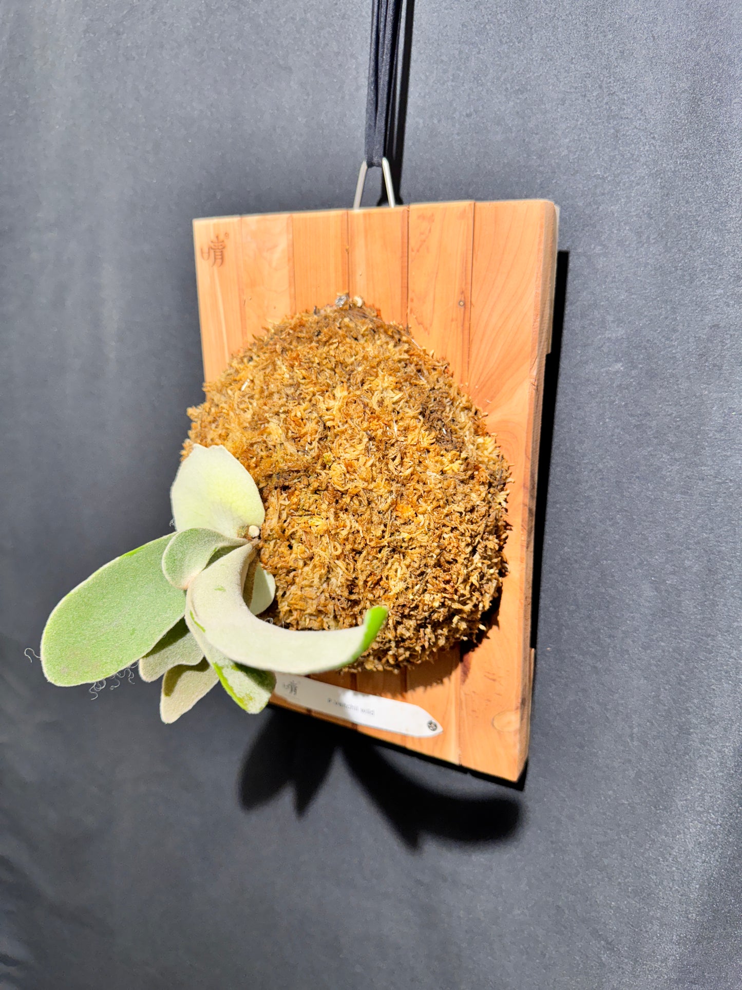 P. veitchii wild - Offset from Mother Plant - VW-01