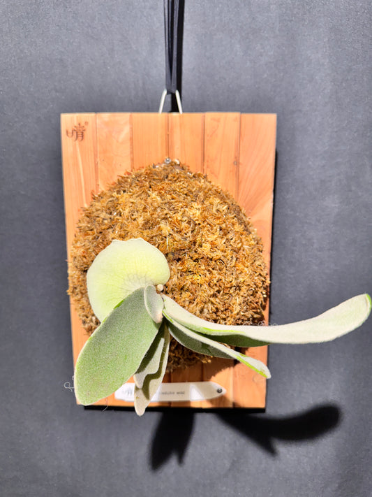 P. veitchii wild - Offset from Mother Plant - VW-01