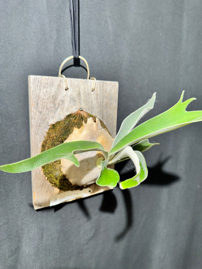 P. veitchii 'Auburn River' - Offset from Mother Plant - AR-04