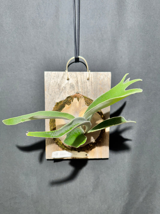 P. veitchii 'Auburn River' - Offset from Mother Plant - AR-04