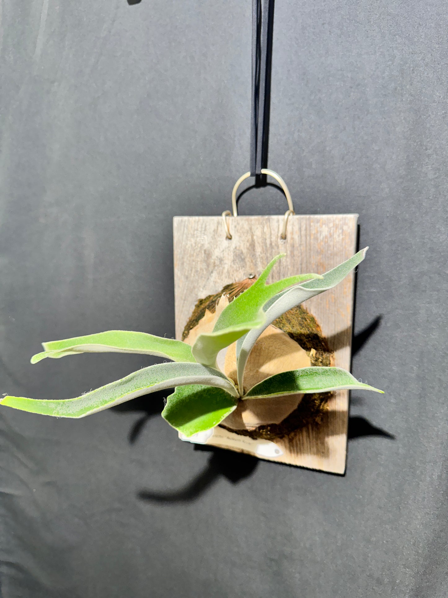 P. veitchii 'Auburn River' - Offset from Mother Plant - AR-04