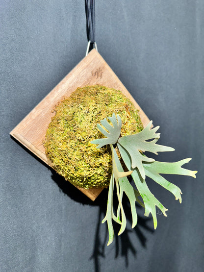 P. willinckii 'Jade Girl' sporeling- JG-05