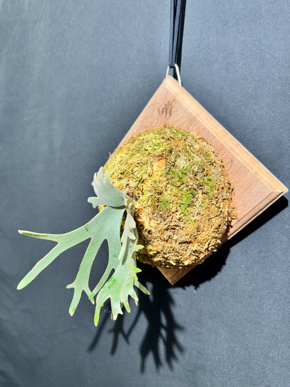 P. willinckii 'Jade Girl' sporeling- JG-05