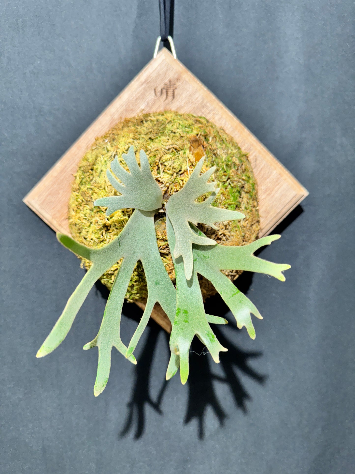 P. willinckii 'Jade Girl' sporeling- JG-05