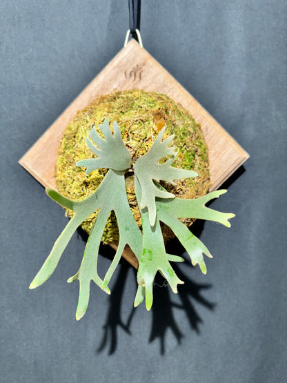 P. willinckii 'Jade Girl' sporeling- JG-05