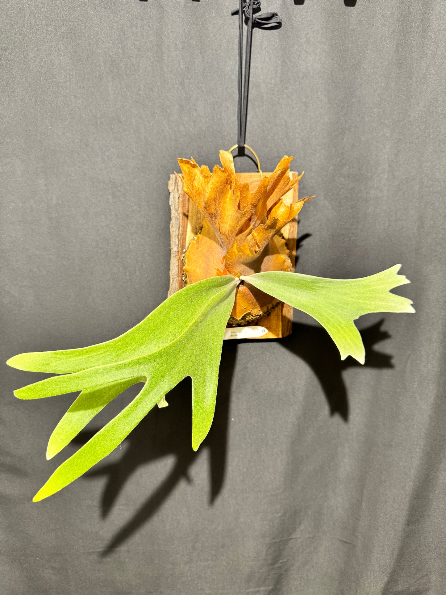 P. willinckii ‘Solana’- SO-01