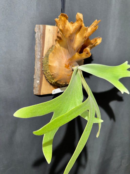 P. willinckii ‘Solana’- SO-01