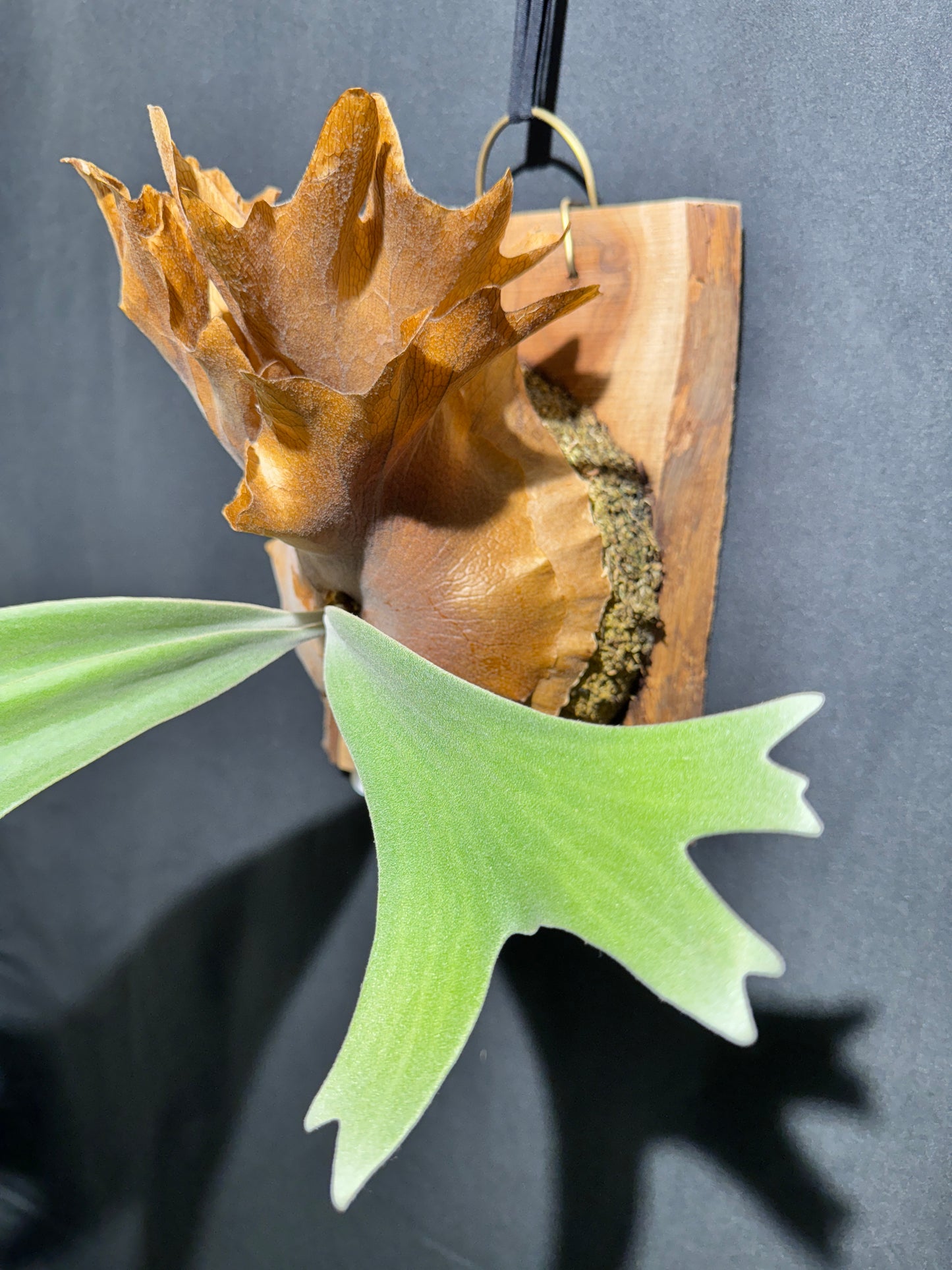 P. willinckii ‘Solana’- SO-01