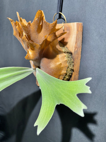 P. willinckii ‘Solana’- SO-01