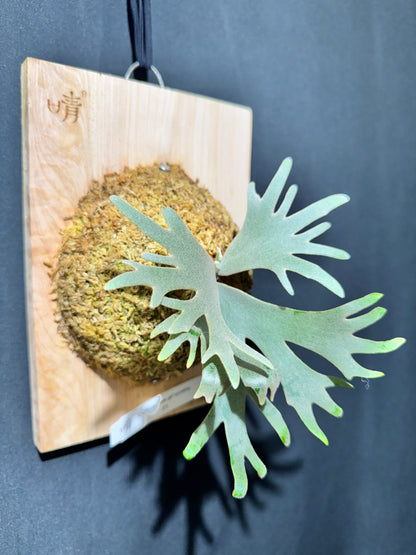 P. willinckii 'Jade Girl' sporeling- JG-03