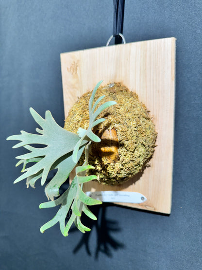 P. willinckii 'Jade Girl' sporeling- JG-03