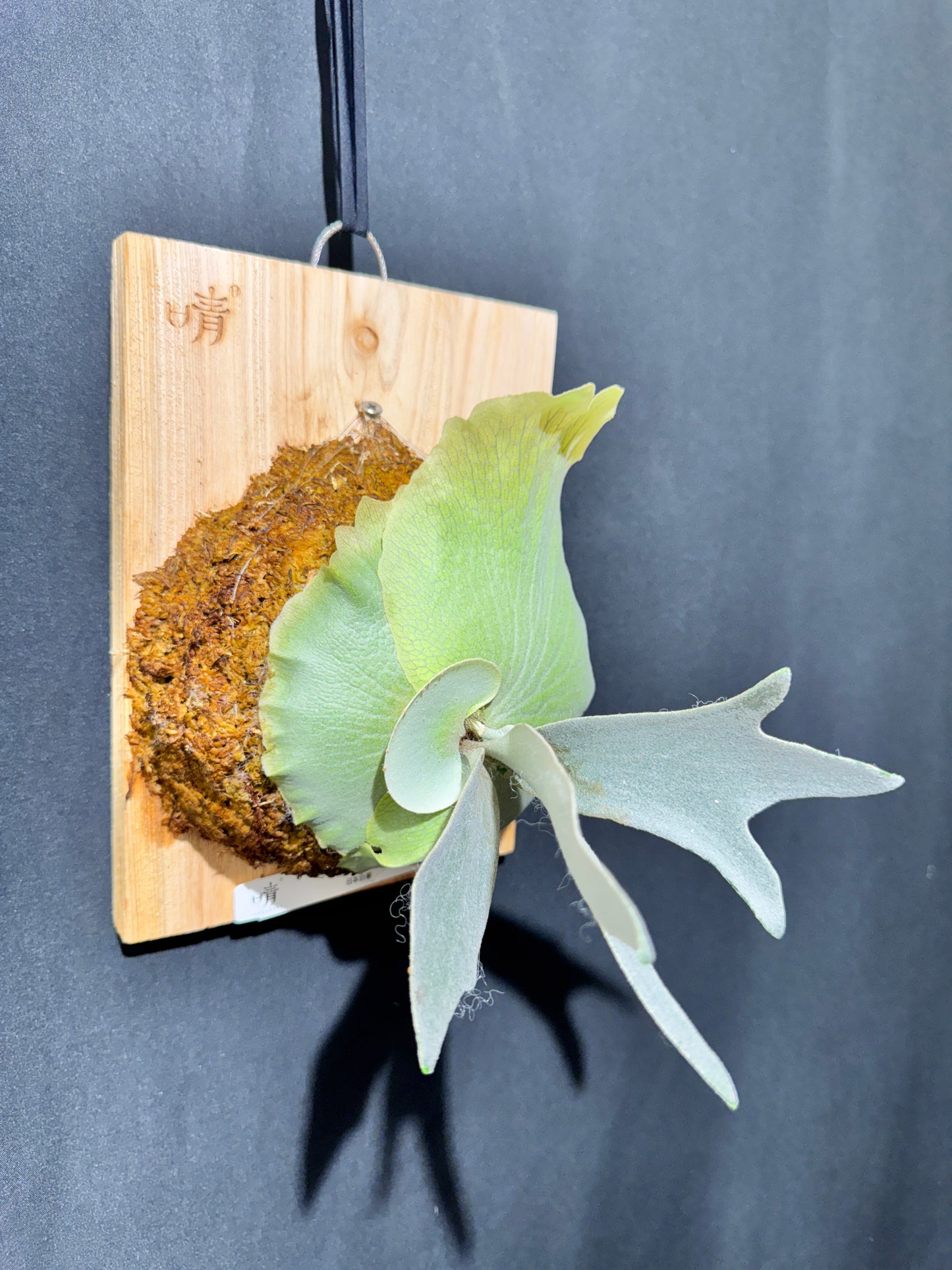 P. bifurcatum 'sp white' - Offset from Mother Plant - SPW-03