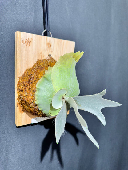 P. bifurcatum 'sp white' - Offset from Mother Plant - SPW-03