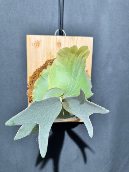 P. bifurcatum 'sp white' - Offset from Mother Plant - SPW-03