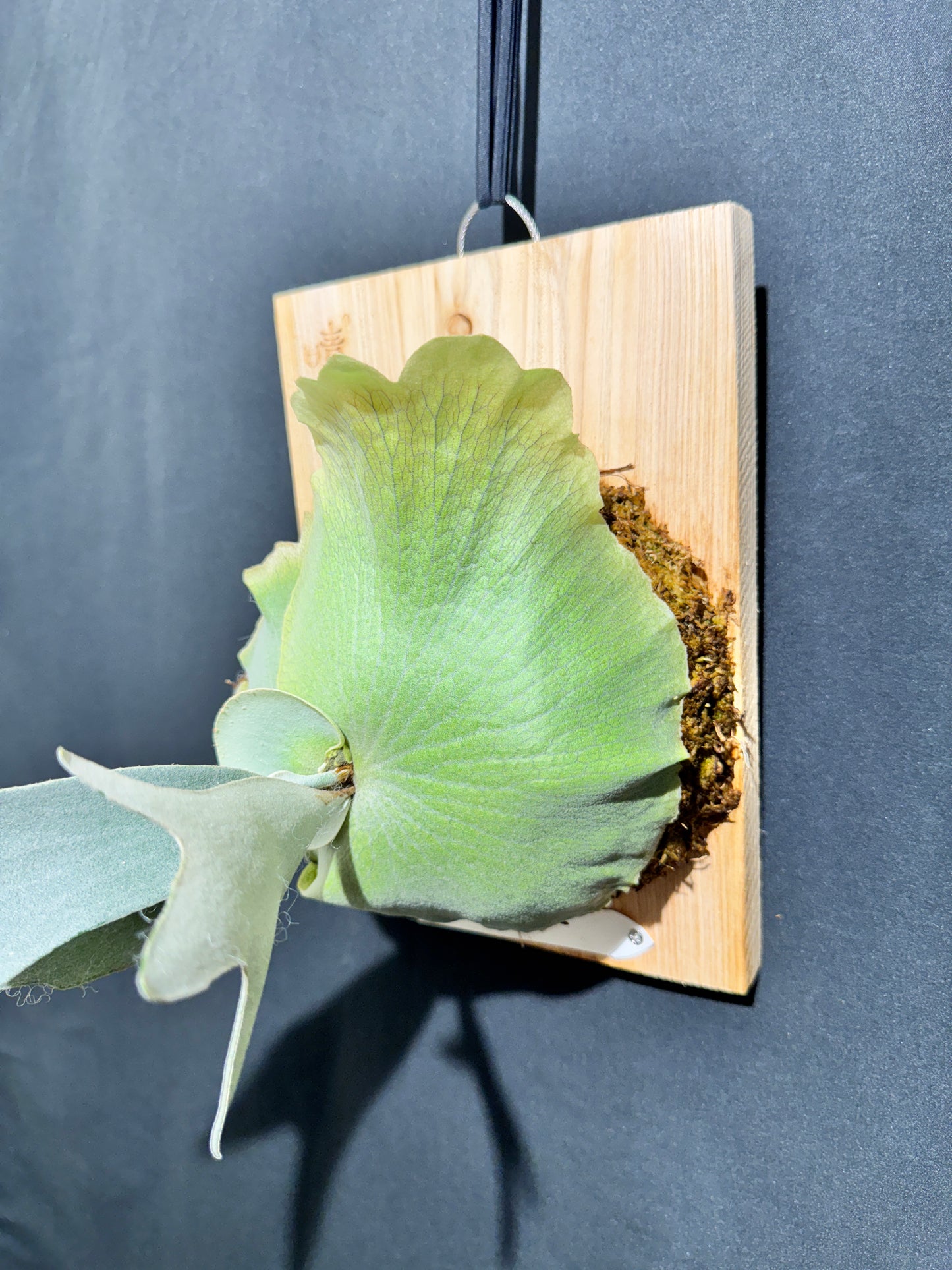 P. bifurcatum 'sp white' - Offset from Mother Plant - SPW-03