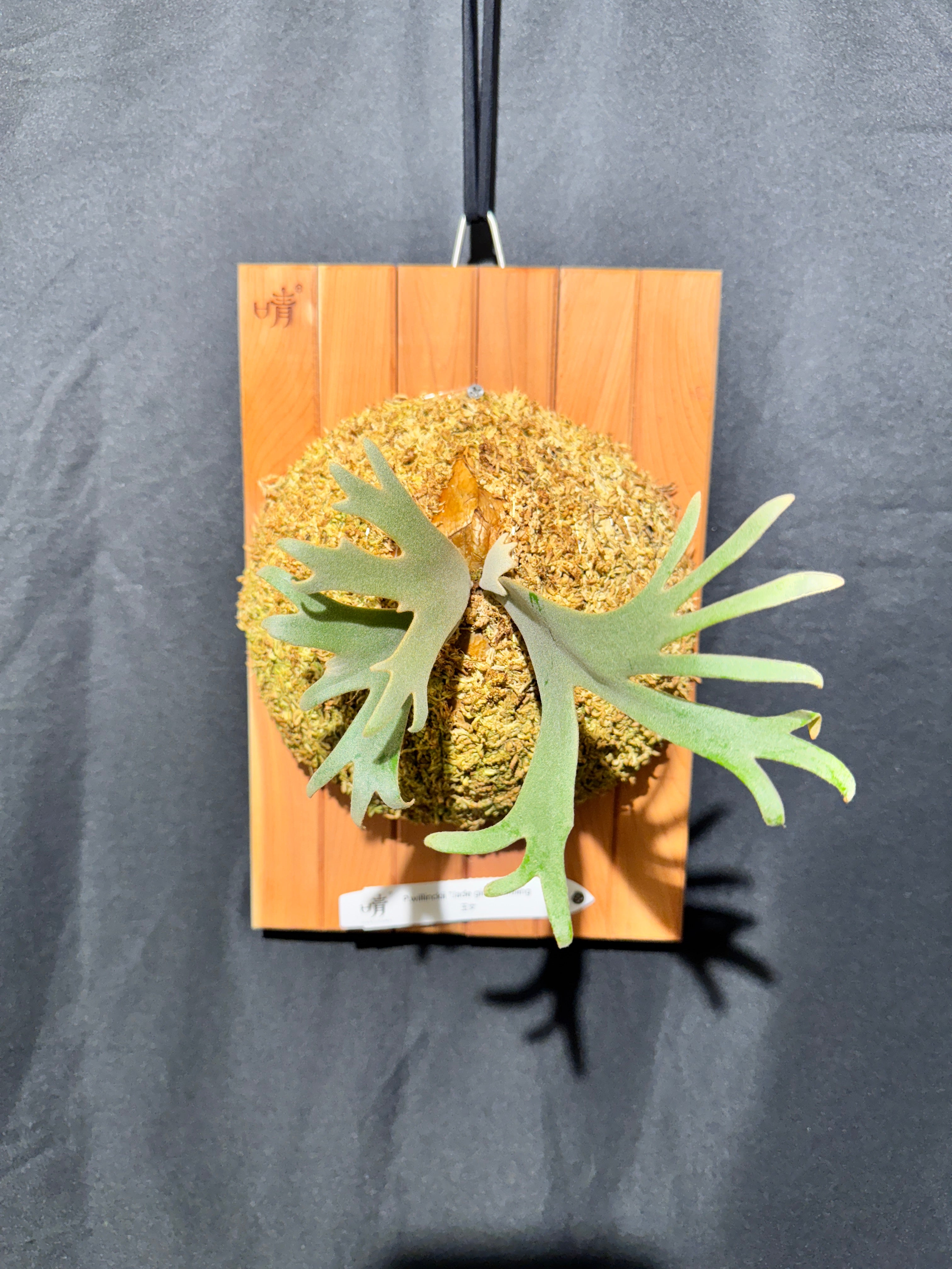 Dwarf Varieties – Haruhana