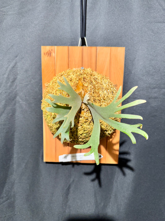 P. willinckii 'Jade Girl' sporeling- JG-02