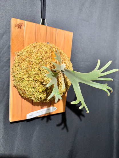 P. willinckii 'Jade Girl' sporeling- JG-02