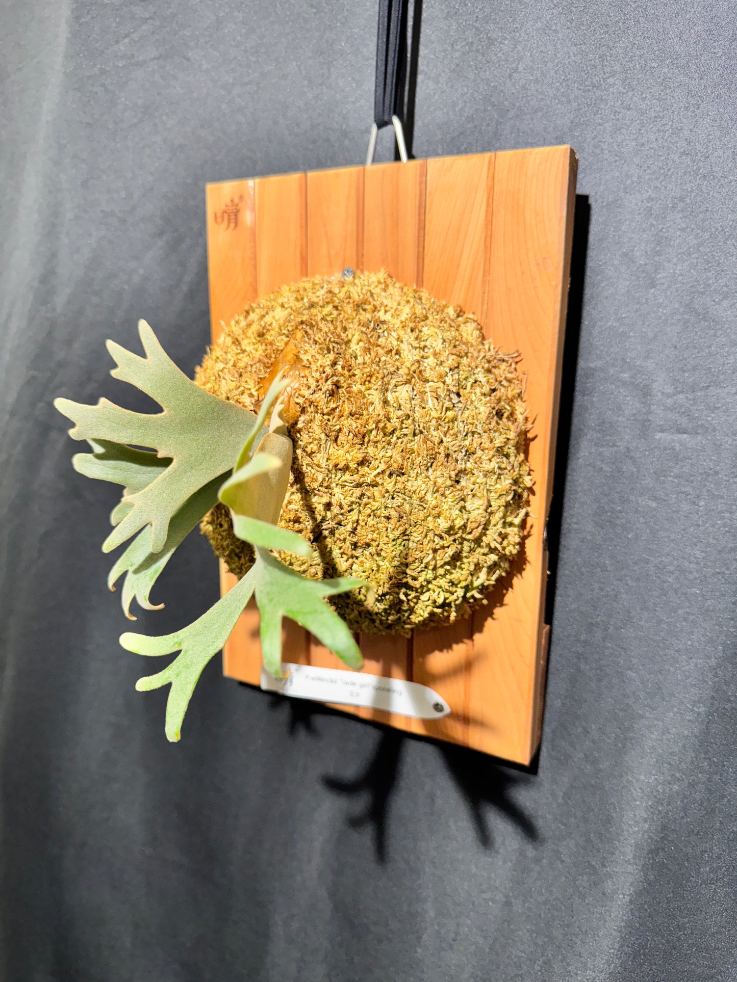 P. willinckii 'Jade Girl' sporeling- JG-02