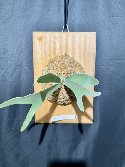 P.  veitchii ‘Lemoinei’  - Offset from Mother Plant - VL -01