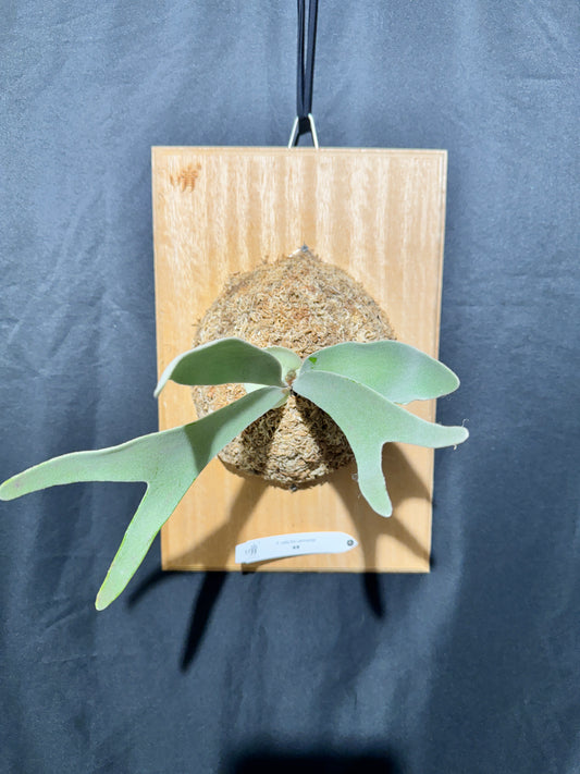 P.  veitchii ‘Lemoinei’  - Offset from Mother Plant - VL -01