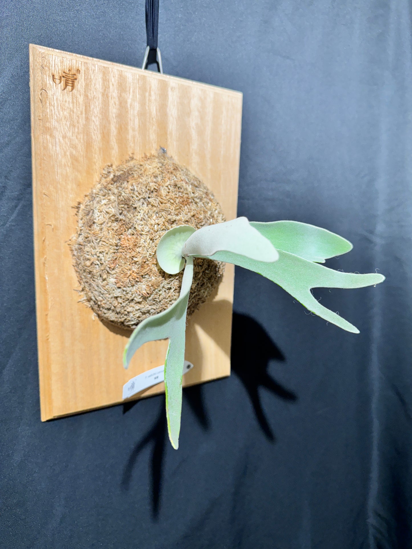 P.  veitchii ‘Lemoinei’  - Offset from Mother Plant - VL -01