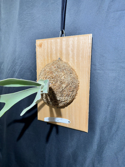 P.  veitchii ‘Lemoinei’  - Offset from Mother Plant - VL -01