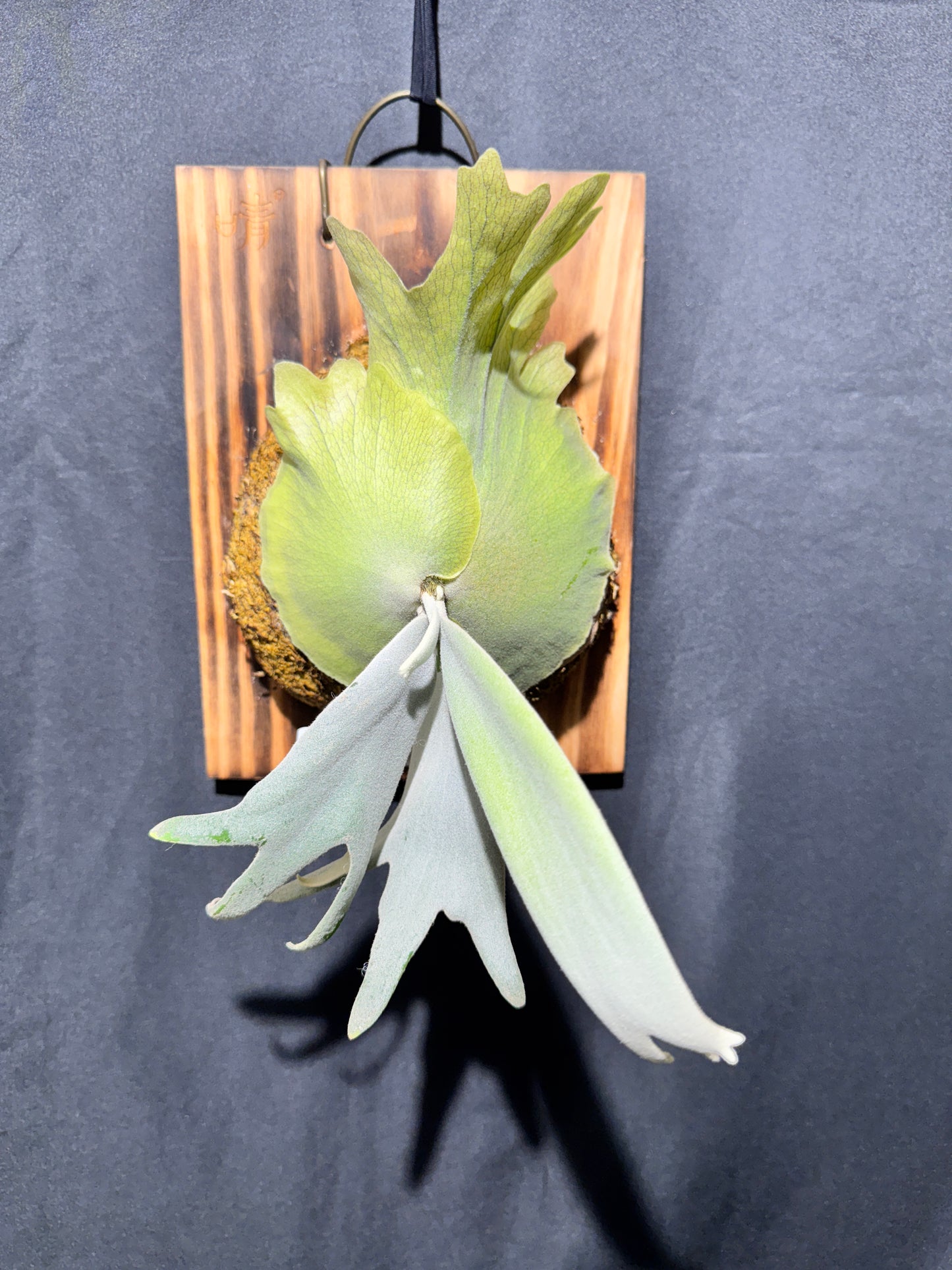 P.willinckii ‘Pearl Queen’  - Offset from Mother Plant - PQ-02