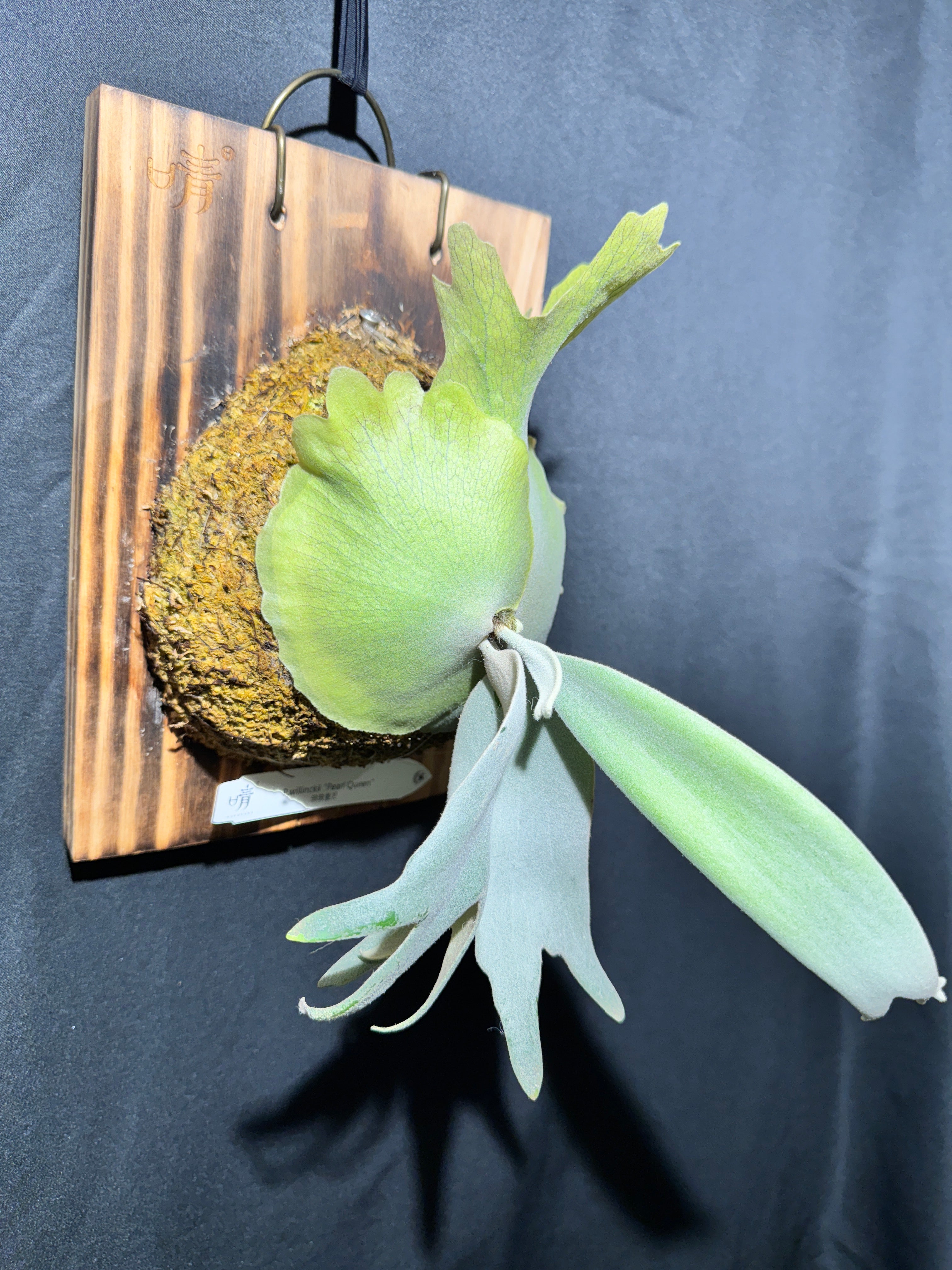 【専用商品】P.willinckii Pearl Queen Spore 09 P.willinckii cv Pearl Queen 【artPLANTs/PLANTS GARAGE】ビカクシダ