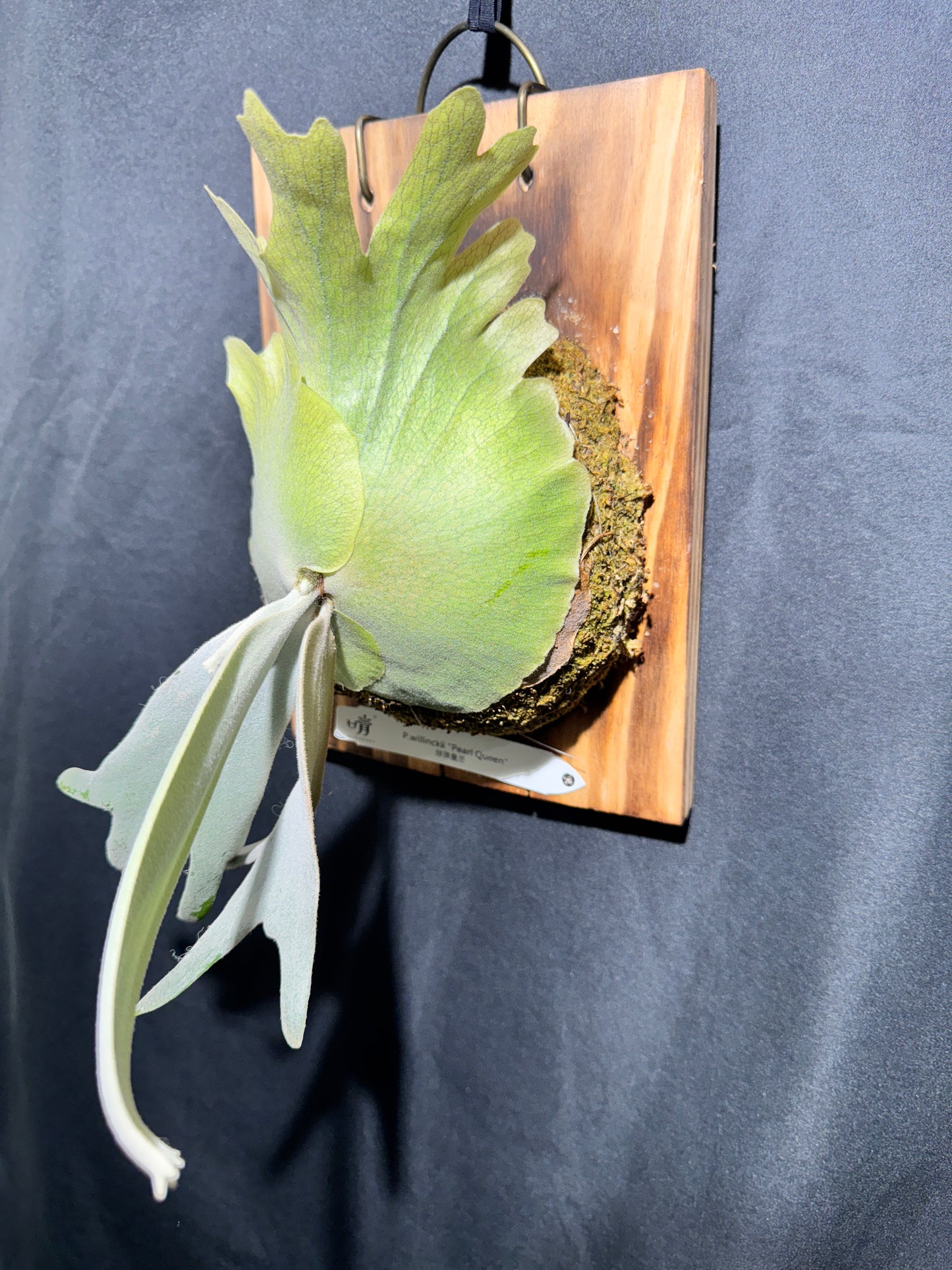 P.willinckii ‘Pearl Queen’  - Offset from Mother Plant - PQ-02