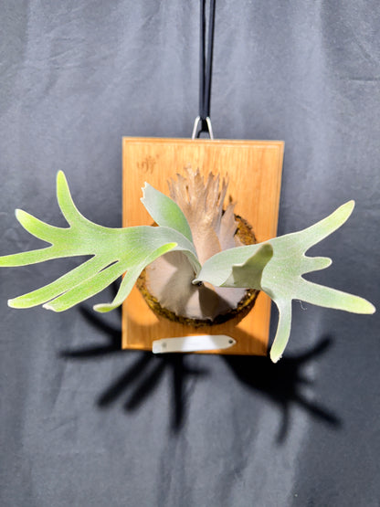 P. Pedro - Offset from Mother Plant - P -01