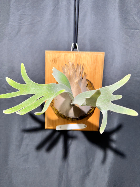 P. Pedro - Offset from Mother Plant - P -01