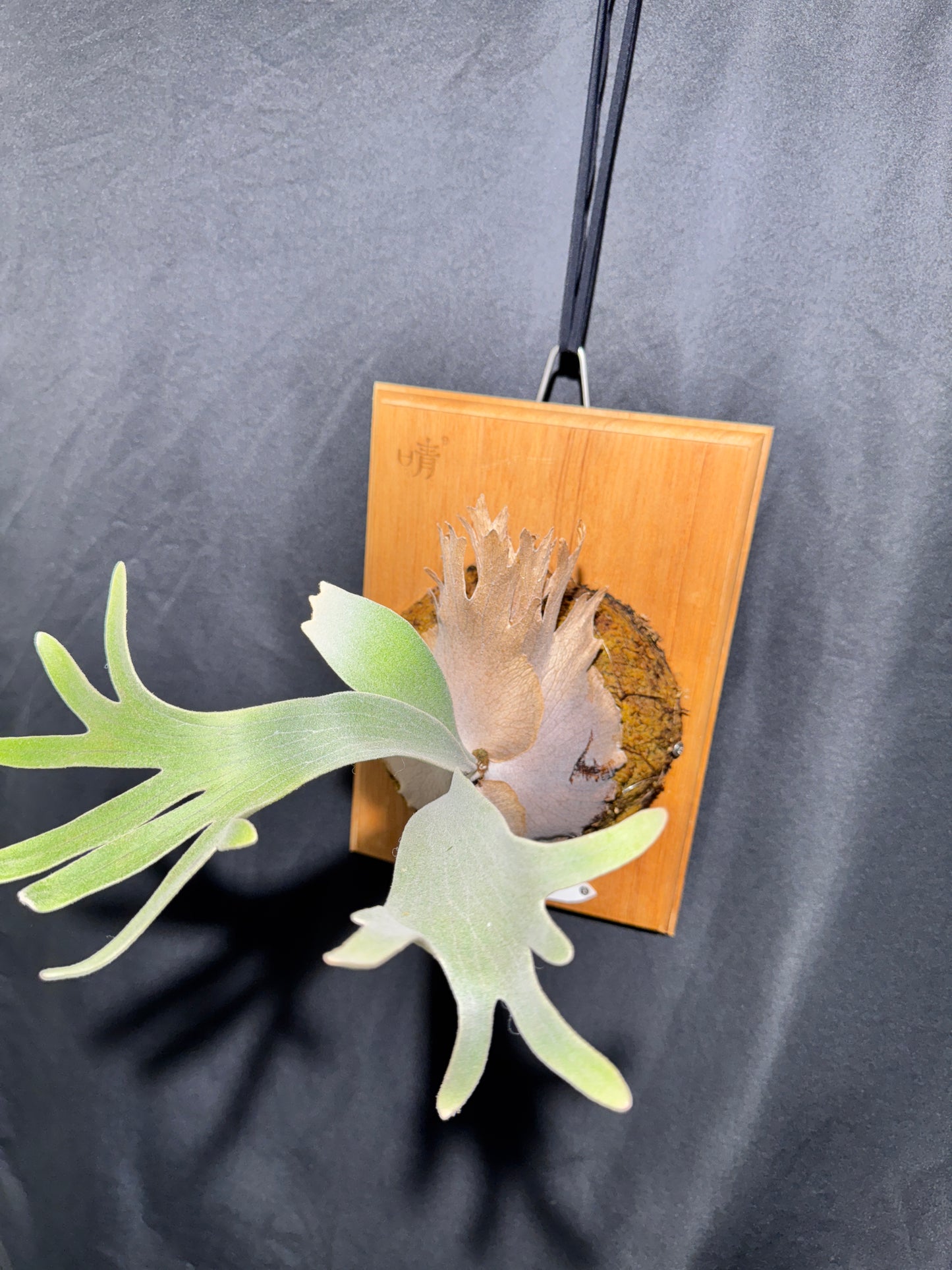 P. Pedro - Offset from Mother Plant - P -01