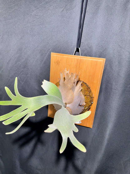 P. Pedro - Offset from Mother Plant - P -01