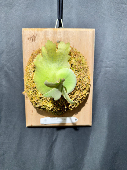 P. willinckii 'Unguis Albi' - Offset from Mother Plant - UA -01