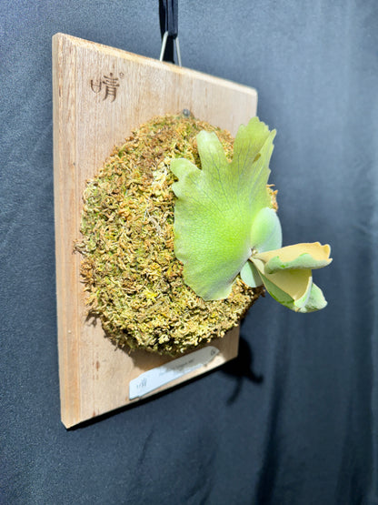 P. willinckii 'Unguis Albi' - Offset from Mother Plant - UA -01