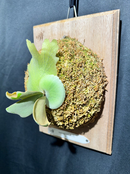 P. willinckii 'Unguis Albi' - Offset from Mother Plant - UA -01