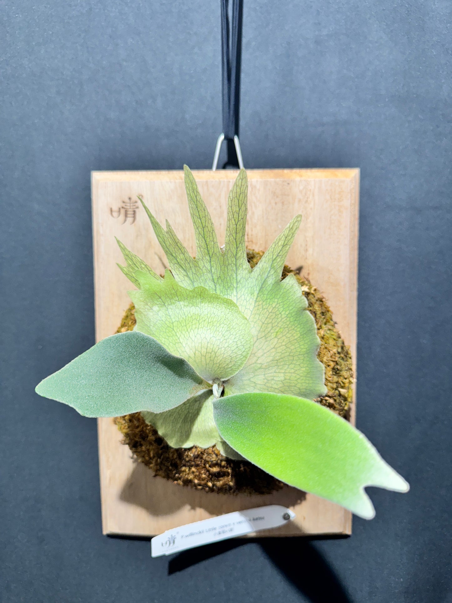 P. willinckii ‘Little Crown’ × ‘Katsu’ sporeling- LK-01