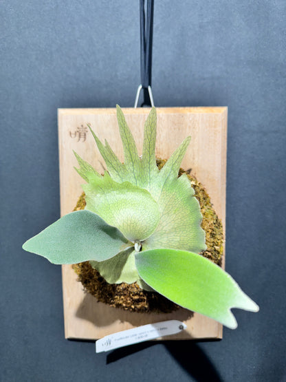 P. willinckii ‘Little Crown’ × ‘Katsu’ sporeling- LK-01