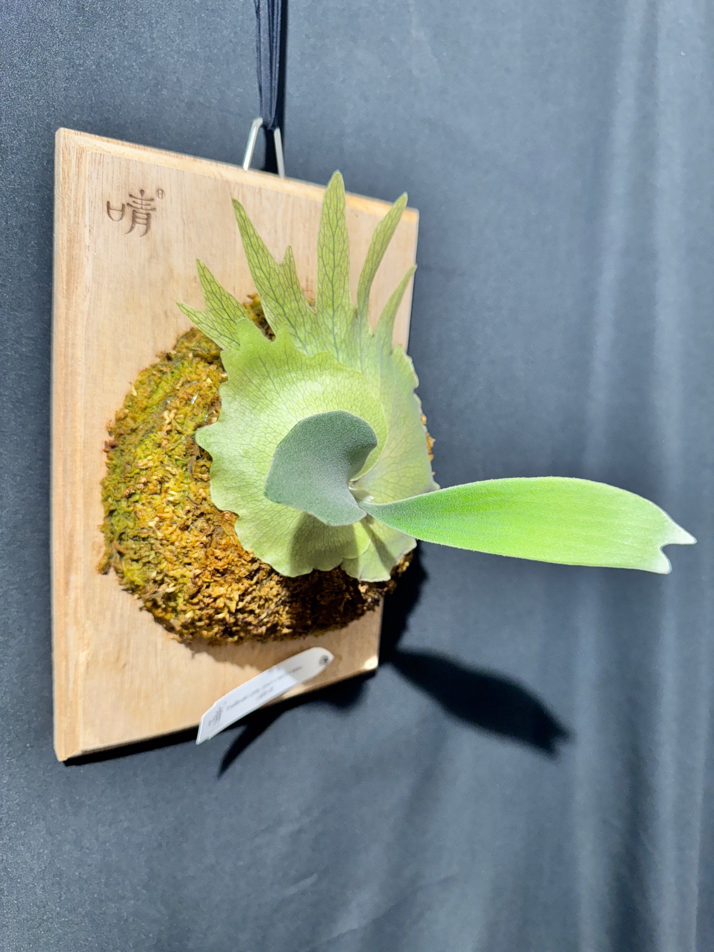 P. willinckii ‘Little Crown’ × ‘Katsu’ sporeling- LK-01