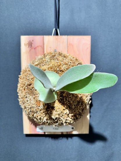 P. Akki -Mounted offset from Mother Plant - A-02