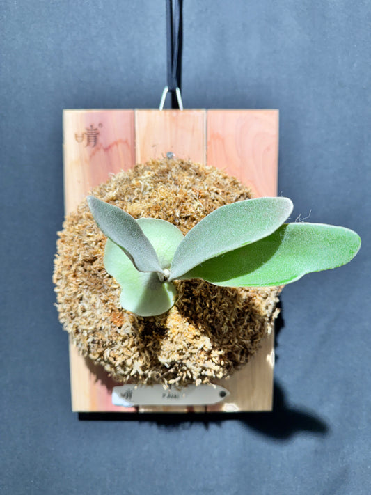 P. Akki -Mounted offset from Mother Plant - A-02