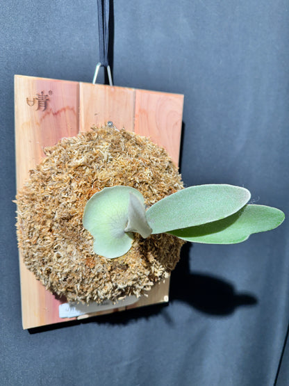 P. Akki -Mounted offset from Mother Plant - A-02