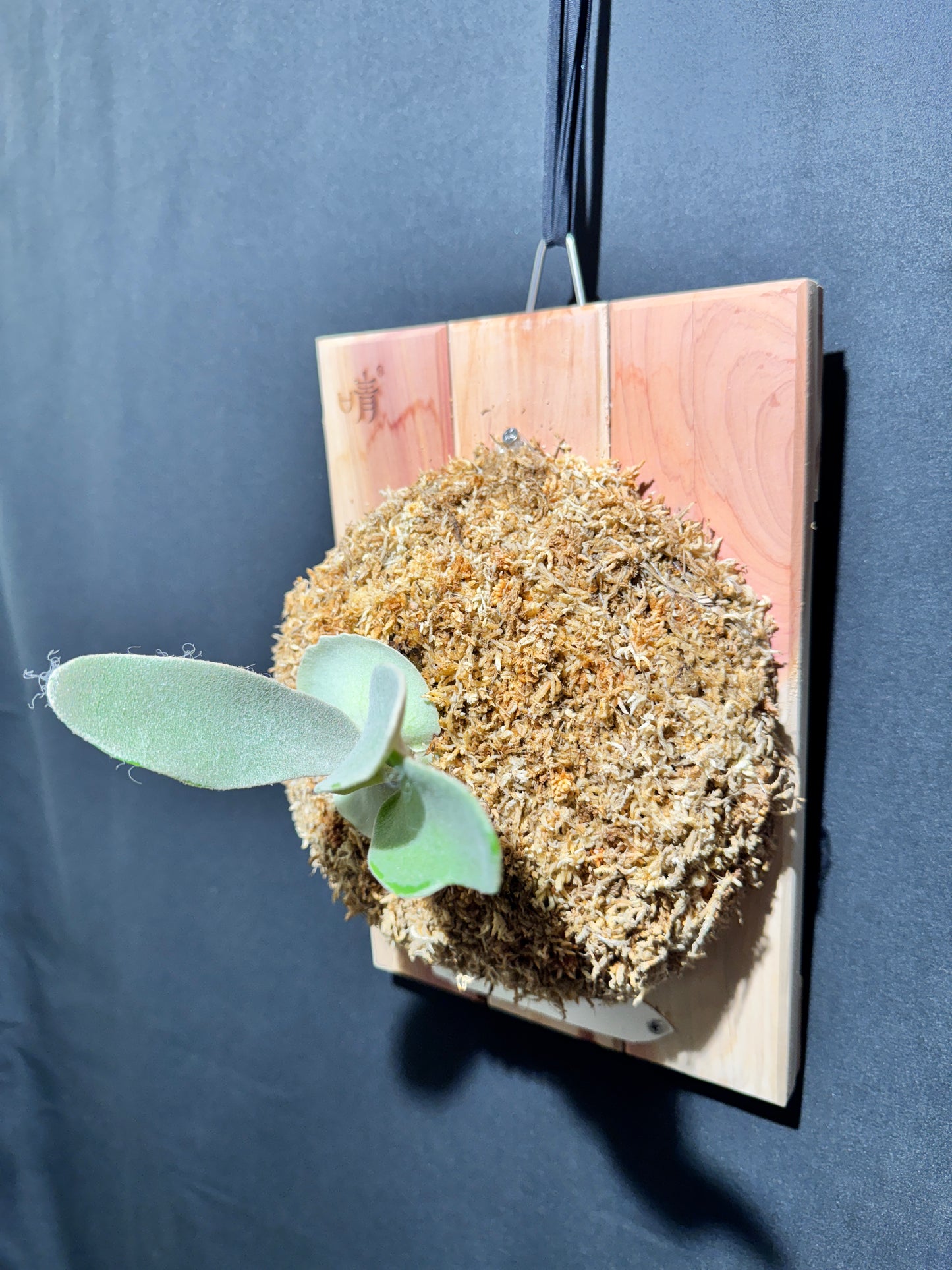 P. Akki -Mounted offset from Mother Plant - A-02